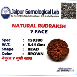 7 Mukhi Indonesia Rudraksha – Original & Certified Saat Mukhi Bead